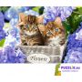 Пазл Castorland: «Милые котята» 60 Эл (B-066087)