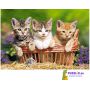 Пазлы Castorland: «Три котенка» 500 Эл (B-51168)