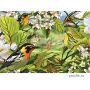 Пазлы Cobble Hill: «Лесные певчие птицы» 500 Эл (52037)