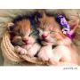 Пазлы Trefl: «Спящие котики» 500 Эл (37271)